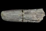Cretaceous Fish (Martinichthys) Rostra - Kansas #66894-1
